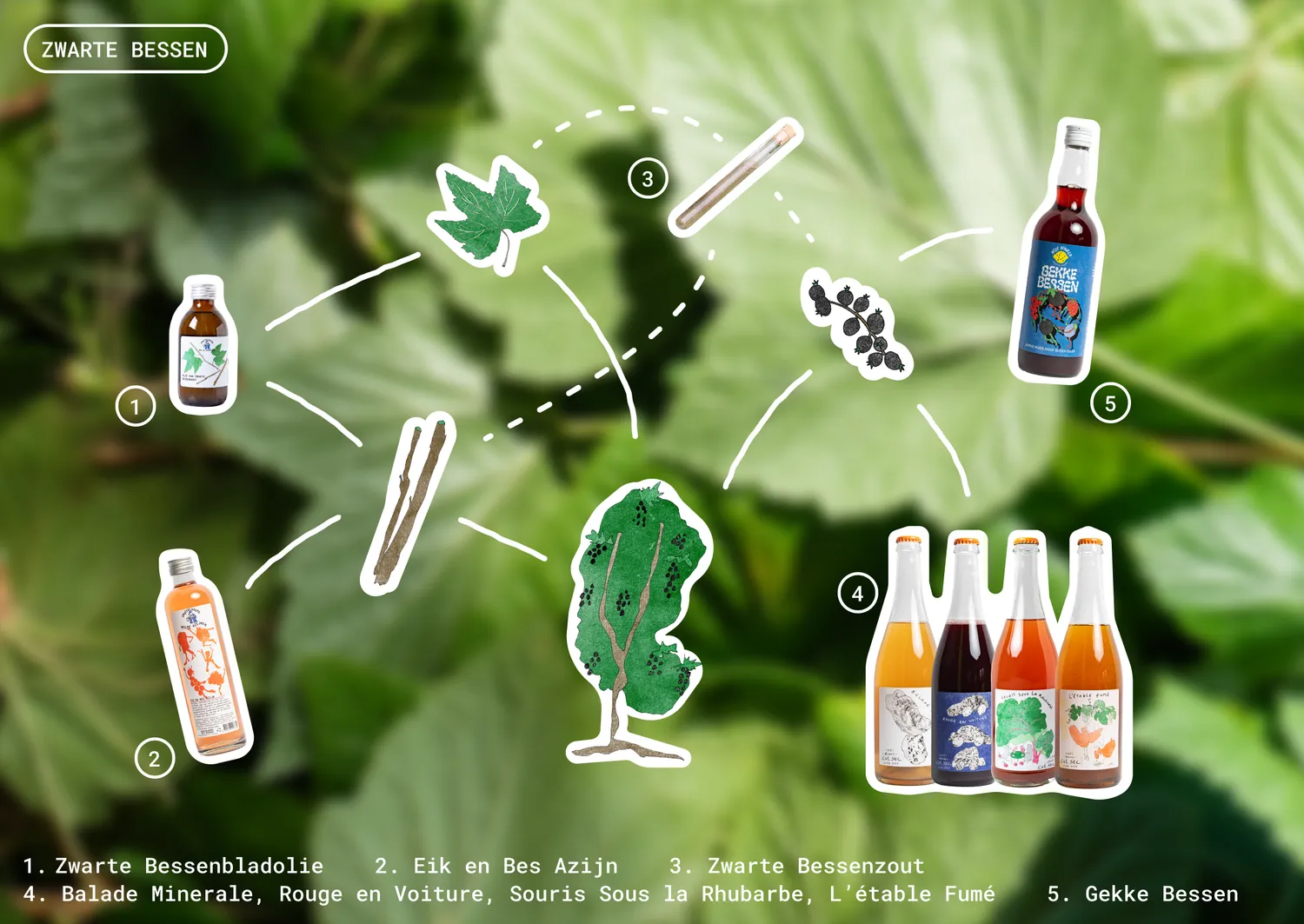 1787565626979-ZwarteBessen-Diagram.webp